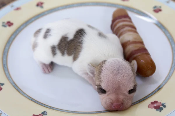 Yeni doğan chihuahua yavrusu — Stok fotoğraf