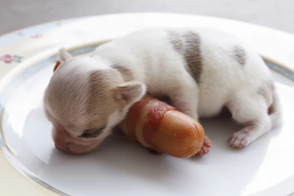 Nyfödda chihuahua valp — Stockfoto