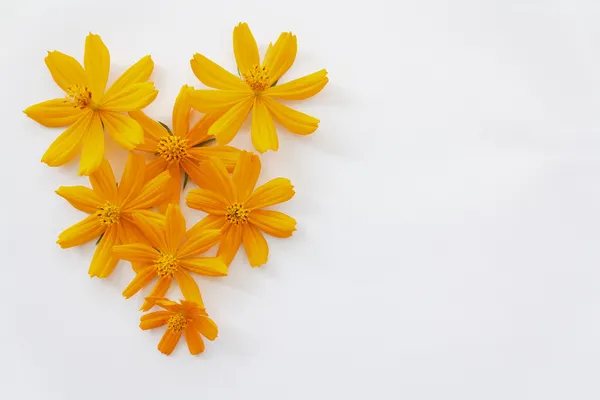 Heart Shape Flower — Stock Photo, Image