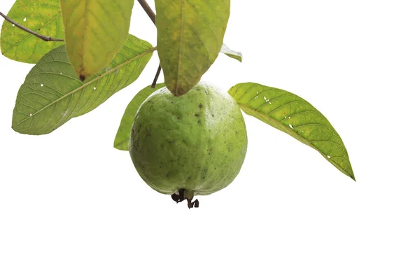 Fruta de goiaba na árvore — Fotografia de Stock