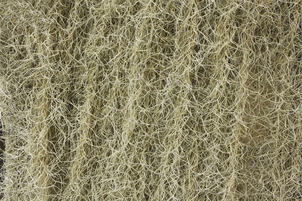 Испанский мох — стоковое фото