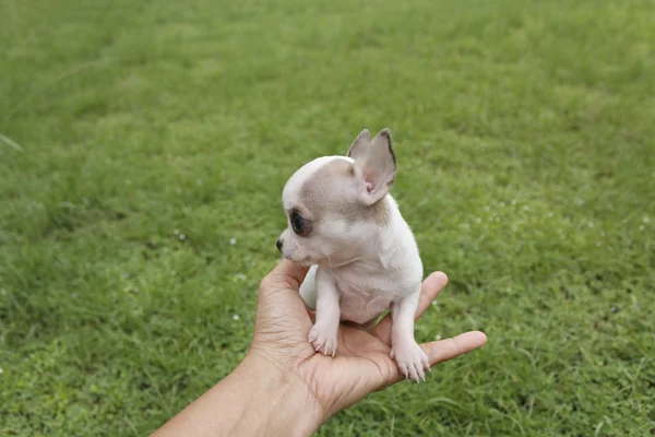 Chihuahua Puppy — Stock Photo, Image