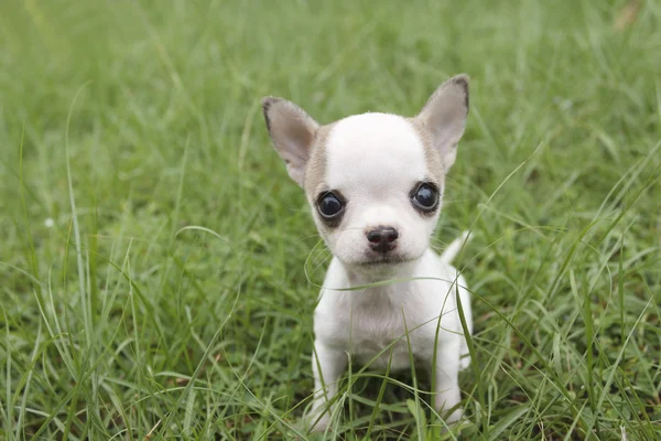 Puppy chihuahua — Stockfoto