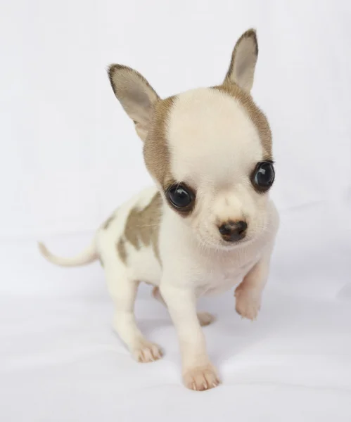 Chihuahua anak anjing — Stok Foto