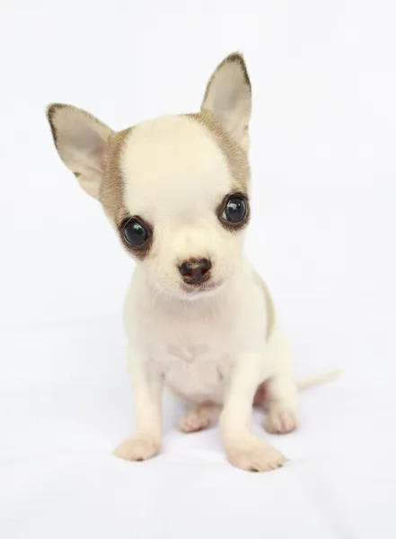 Puppy chihuahua — Stock Photo, Image