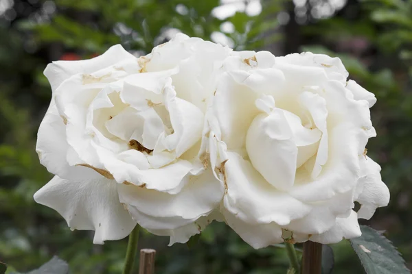 White Roses — Stock Photo, Image