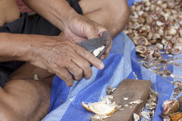 Pelar nueces de betel — Foto de Stock