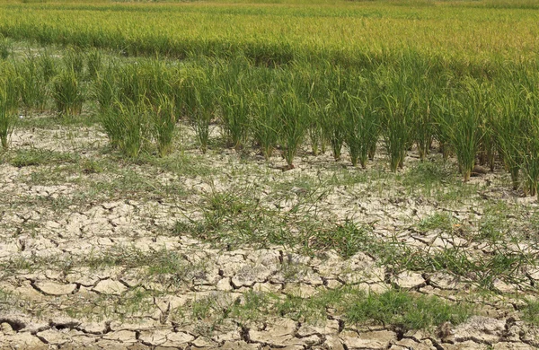 Cultivo de arroz —  Fotos de Stock