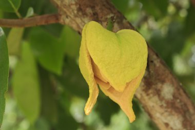 çiçek soursop veya guanabana