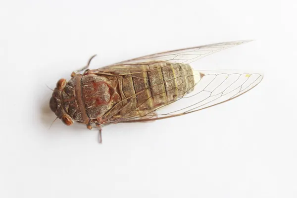 Cicada directly above — Stock Photo, Image