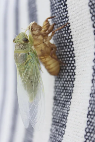 Cicada emergiu — Fotografia de Stock