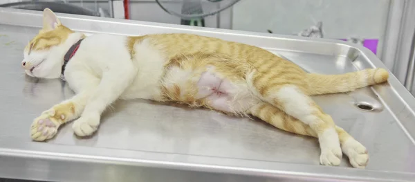 Gato después de esterilización — Foto de Stock