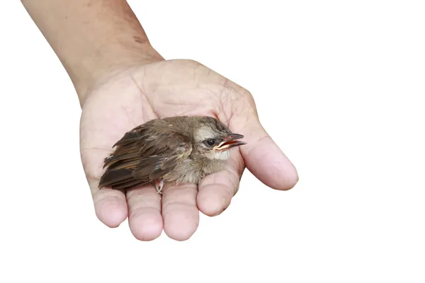 Young bulbul bird — Stock Photo, Image