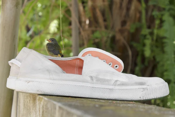Mały ptak siedzący na buty — Zdjęcie stockowe