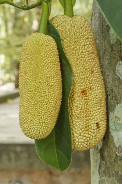 Jackfruit op de boom — Stockfoto