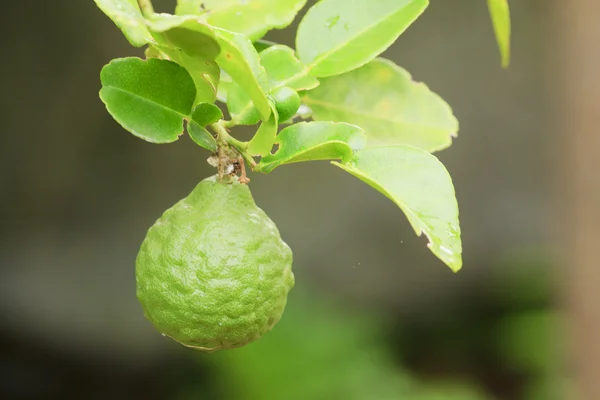 Kaffer lime — Stockfoto