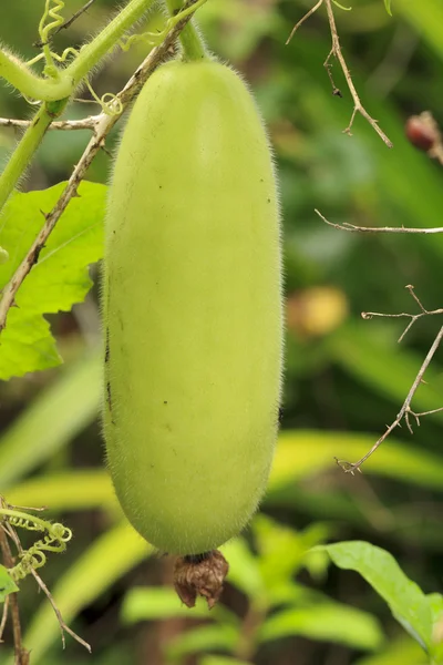 Calabaza de cera —  Fotos de Stock