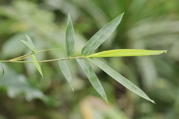 Bamboo — Stock Photo, Image