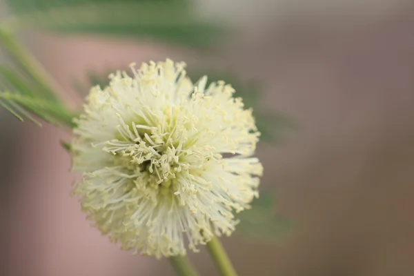 Flower blossom — Stock Photo, Image