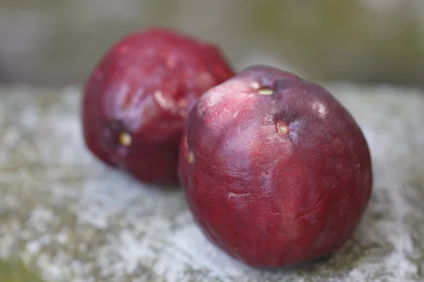 Malaiischer Apfel — Stockfoto