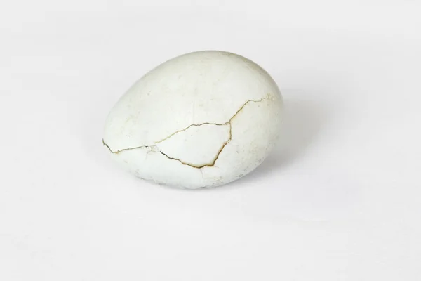Uovo Giallo-sfiato Bulbul — Foto Stock