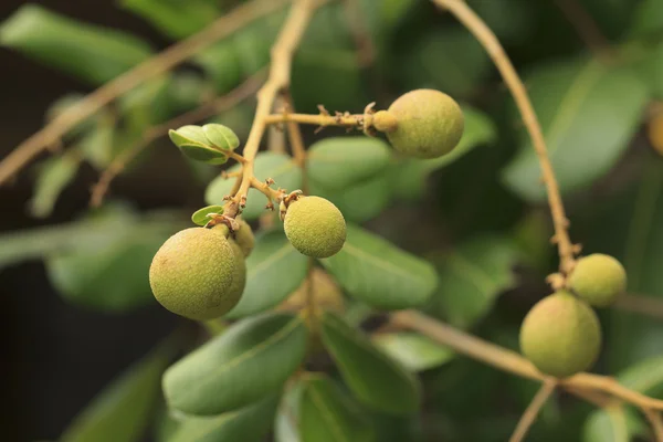 Longanfrucht — Stockfoto