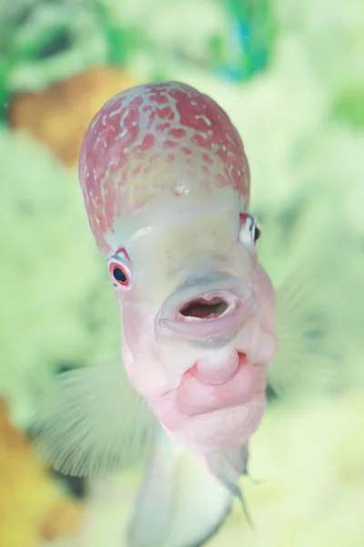 Flowerhorn balık — Stok fotoğraf