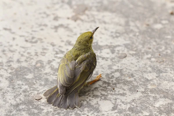 Оливкова підоснові Sunbird — стокове фото