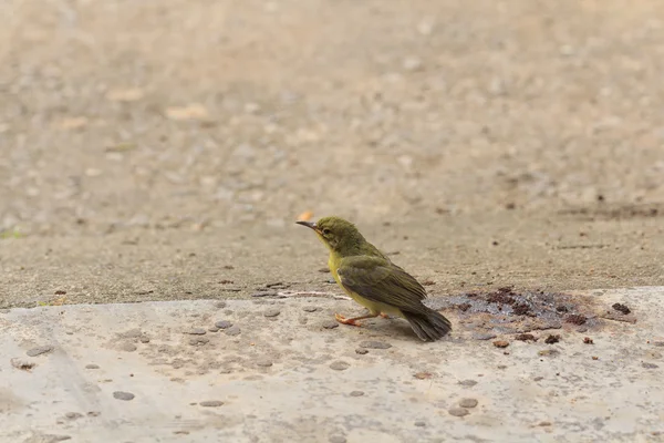 Zeytin destekli sunbird — Stok fotoğraf