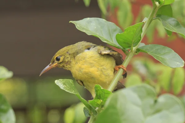 Zeytin destekli sunbird — Stok fotoğraf