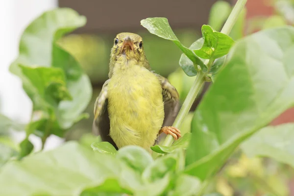 Uccello solare dorso d'oliva — Foto Stock