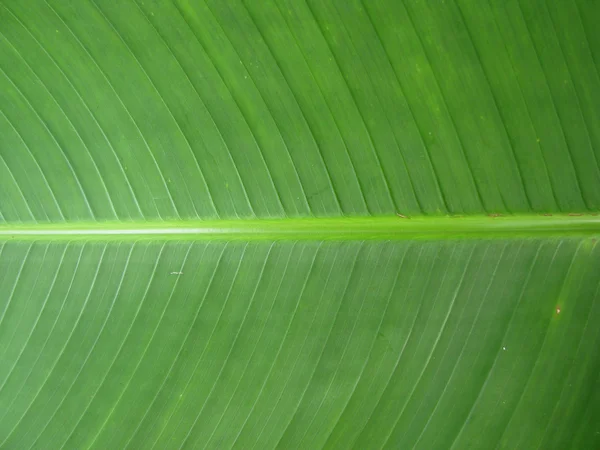 Hoja de plátano — Foto de Stock