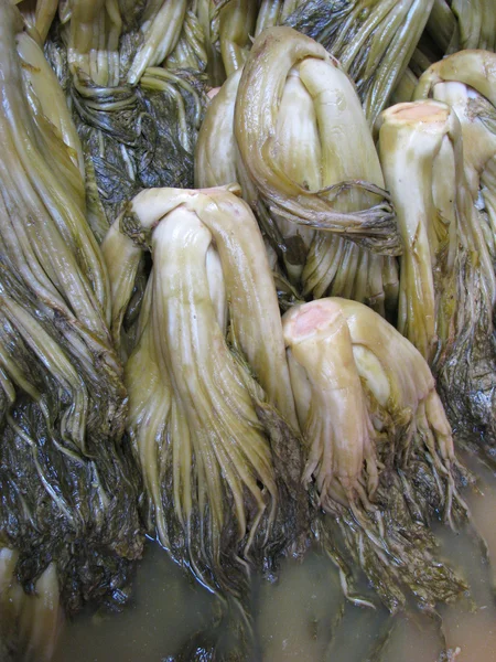 Pickled Chinese cabbage — Stock Photo, Image