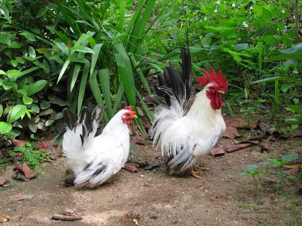 Couple of bantam — Stock Photo, Image