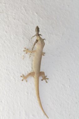 Kertenkele yiyen kertenkele