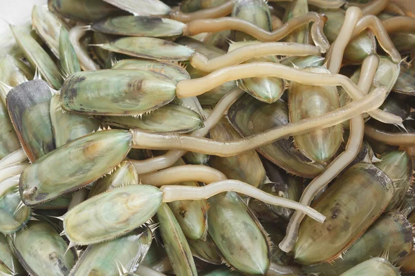 Concha de língua — Fotografia de Stock