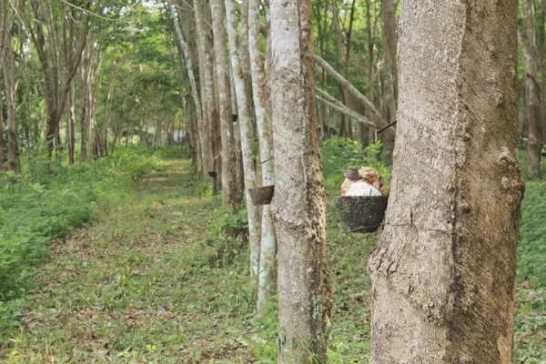 Plantação de borracha — Fotografia de Stock