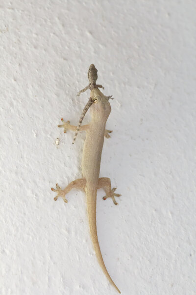 Lizard eating lizard