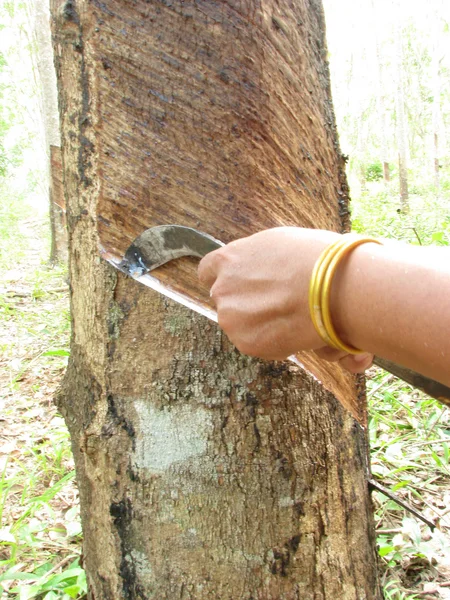 Tabblad een rubberboom — Stockfoto