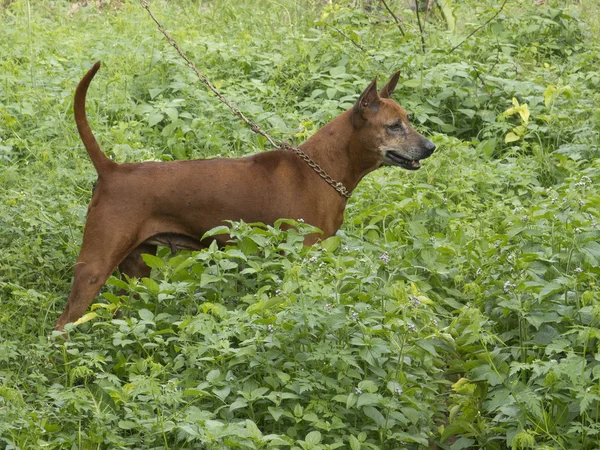 Thajský ridgeback dog — Stock fotografie