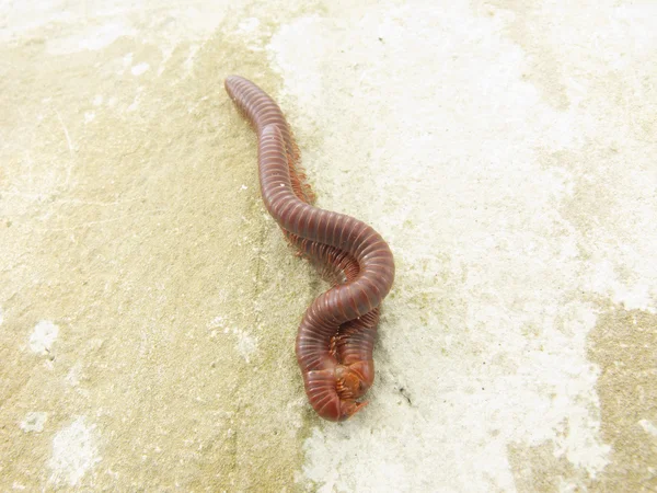 Millipede teniendo sexo — Foto de Stock