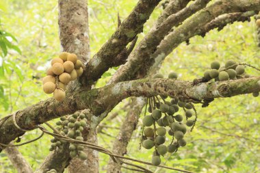 longkong ağaç üzerinde