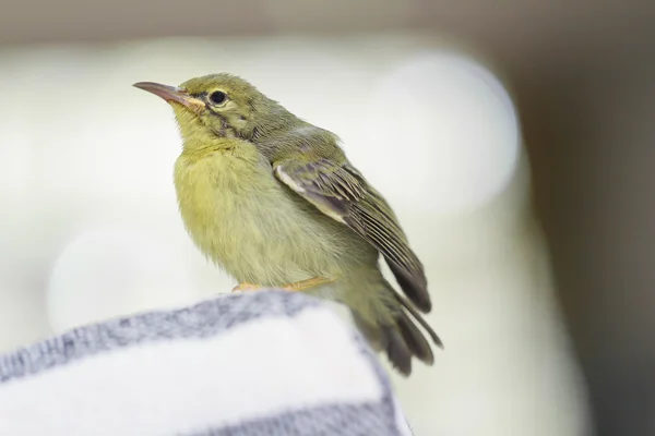 Zeytin destekli sunbird — Stok fotoğraf