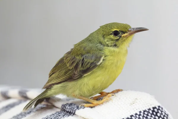 Zeytin destekli sunbird — Stok fotoğraf