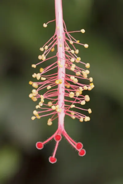 Colorful hibiscus stamen — Stock Photo, Image