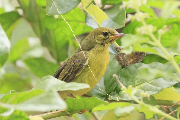 Zeytin destekli sunbird — Stok fotoğraf