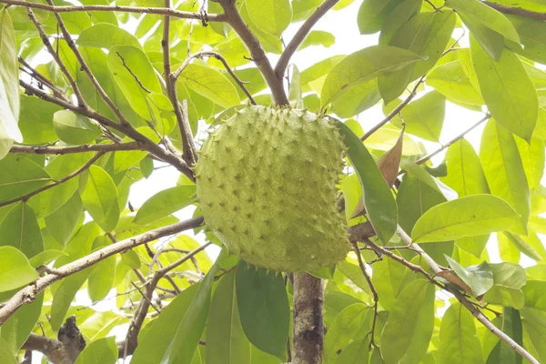 Soursop или Guanabana — стоковое фото