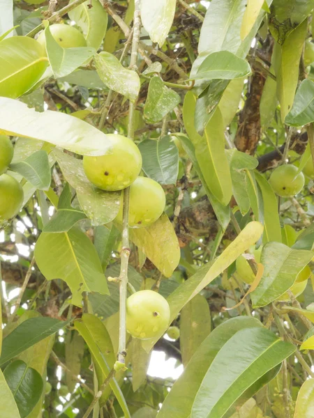 Gourka Fruta —  Fotos de Stock