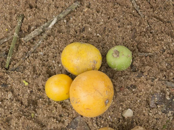 Gourka Fruta — Foto de Stock