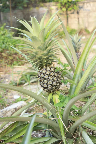 Ananas rostlina a ovocem — Stock fotografie